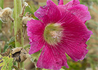 Malva real o malvarosa (Alcea rosea L.)