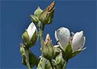 Althaea officinalis, Malvavisco