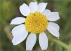 Anthemis cotula. Manzanilla hedionda