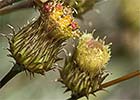 Manzanilla yesquera (Phagnalon saxatile)