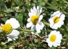 Anthemis arvensis, Manzanilla silvestre