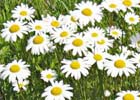 Leucanthemum vulgare. Margarita