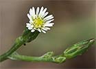 Matacavero (Symphyotrichum squamatum - Aster squamatum)