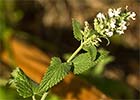 Nepeta cataria. Menta gatuna