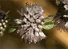 Mentha pulegium. Menta poleo