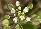 Mostacilla brava (Thlaspi perfoliatum)