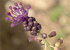 Nazareno madrileño (Muscari matritensis)