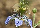 Neguilla (Nigella gallica)