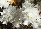 Nevadilla (Paronychia capitata (L.)