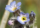 Nomeolvides temprano (Myosotis ramosissima)