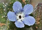 Nonea de flor pequeña