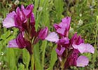 Orchis papilionacea. Orquídea mariposa