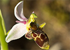 Orquídea perdiz (Ophrys scolopax)