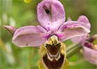 Ophrys tenthredinifera. Oquídea avispa