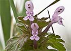 Ortiga híbrida (Lamium hybridum)