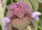 Lamio púrpura u ortiga roja (Lamium purpureum)