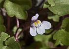 Palomilla de muro (Cymbalaria muralis)