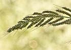 Echinochloa crus-galli. Pasto dentado