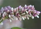 Polygonum persicaria, Persicaria