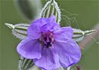 Erodium ciconium. Pico de cigüeña