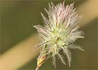 Trifolium arvense. Pie de liebre