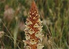 Orobanche amethystea, pijo de lobo