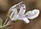 Teucrium pseudochamaepitys, Pinillo bastardo