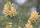 Pinus sylvestris, Pino