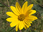 Pirula amarilla, crisantemo amarillo (Helianthus × laetiflorus)