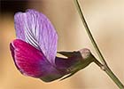 Pluma de ángel (Lathyrus angulatus)