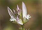 Polígala (Polygala monspeliaca L.)