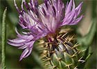 Centaurea aspera. Quiebraraos