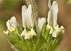 Rabo de gato (Sideritis hirsuta)