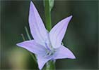 Campanula rapunculus. Rapómchigo