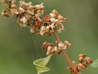 Rumex conglomeratus, acedera aglomerada