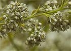 Lepidium latifolium. Rompepiedras