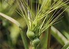 Rompesacos (Aegilops geniculata)