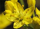 Haplophyllum linifolium. Ruda