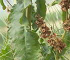 Rumex crispus, acedera rizada