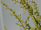 Rumex palustris, romaza palustre