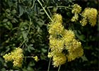 Thalictrum flavum, Ruda pratense amarilla