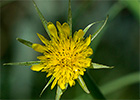 Salsifí amarillo (Tragopogon dubius)