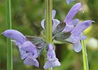 Salvia pratensis, Salvia