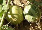 Cucumis myriocarpus. Sandía amarga