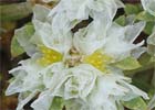 Paronychia argentea, Sanguinaria