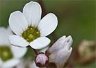 Saxifraga carpetana (Saxifraga carpetana)