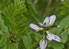 Serradilla (Astragalus pelecinus)