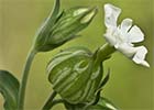 Silene latifolia, Colleja blanca