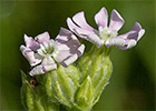 Silene nocturna (Silene nocturna L.)