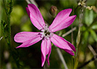 Silene péndula (Silene pendula L)